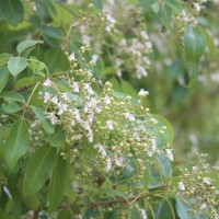 Vitex leucoxylon L.f.